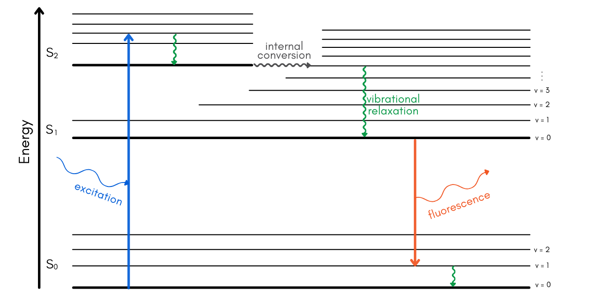 A simplified Jablonski diagram showing the energy processes involved for fluorescence to occur. An arrow upwards represents excitation from the ground state to the second excited state. A squiggly arrow downwards represents vibrational relaxation between different vibrational levels. A squiggly arrow horizontal represents internal conversion between two vibrational levels in two different energy states. An arrow downwards between the first energy state and the ground state represents the emission of a photon in fluorescence.